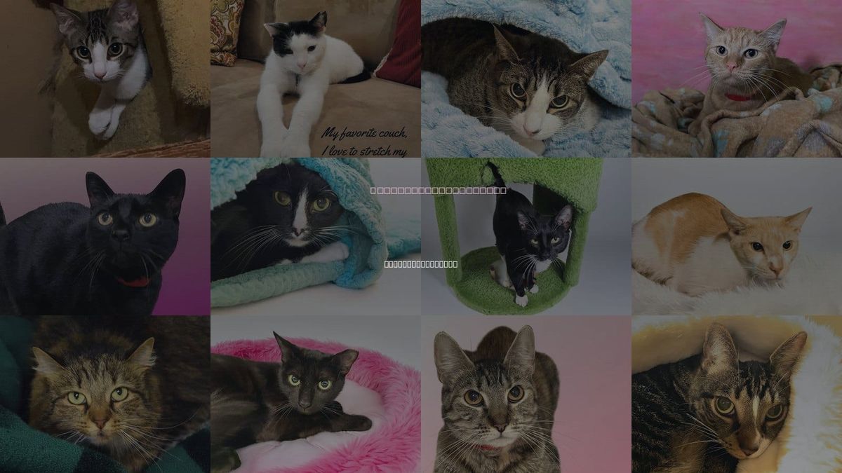 Cats for Adoption in Hallandale Beach, Florida