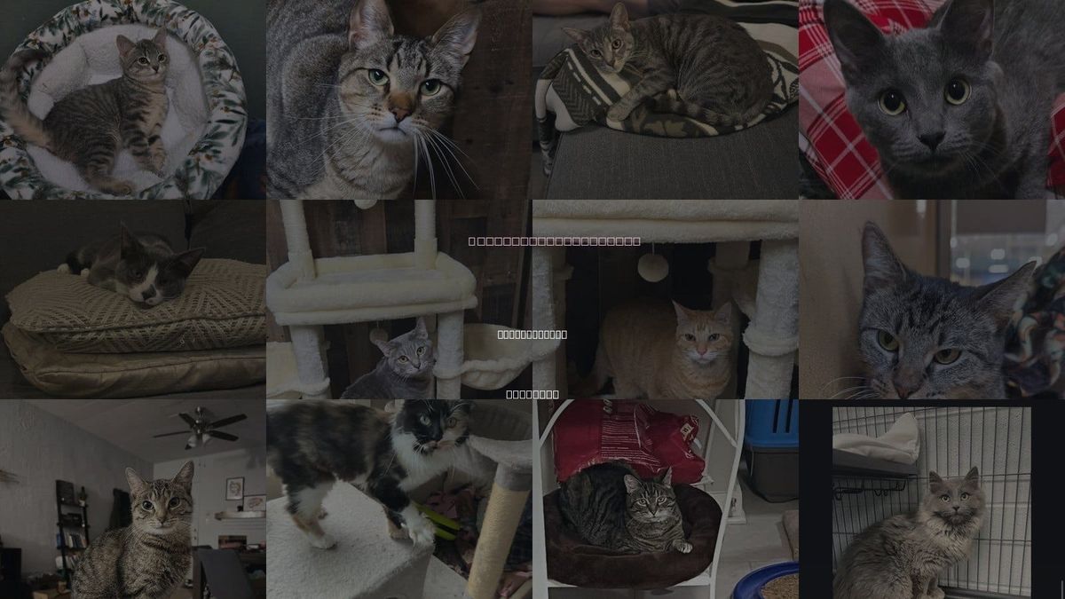 Cats for Adoption in Hanover Park, Illinois