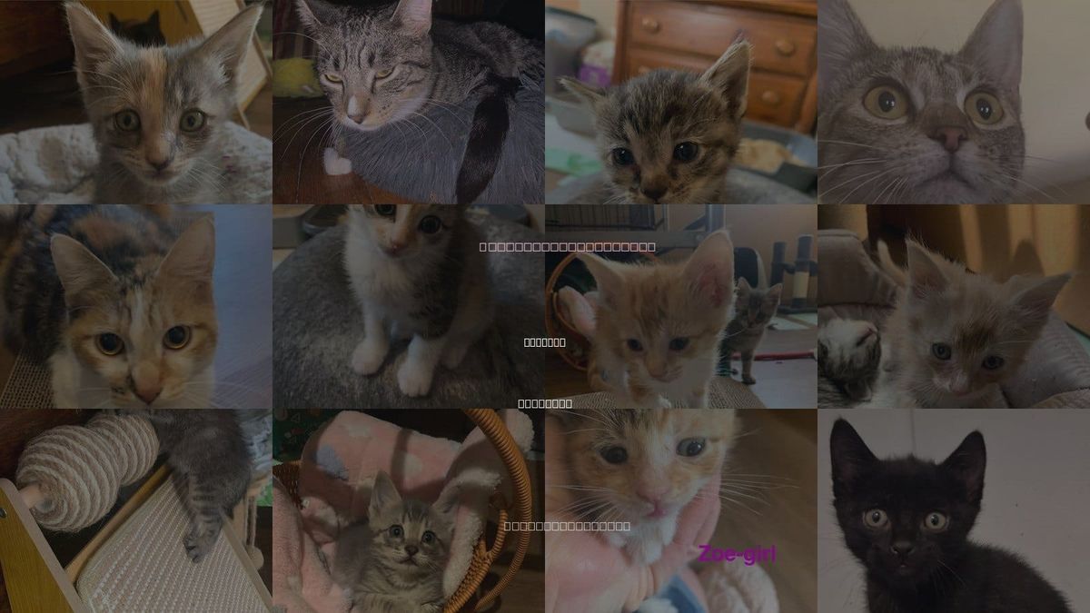Cats for Adoption in Hermann, Missouri