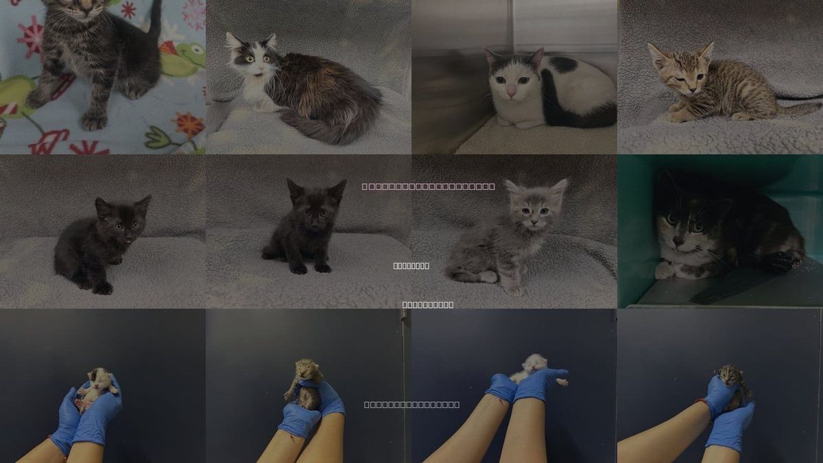 Cats for Adoption in Hesperia, California