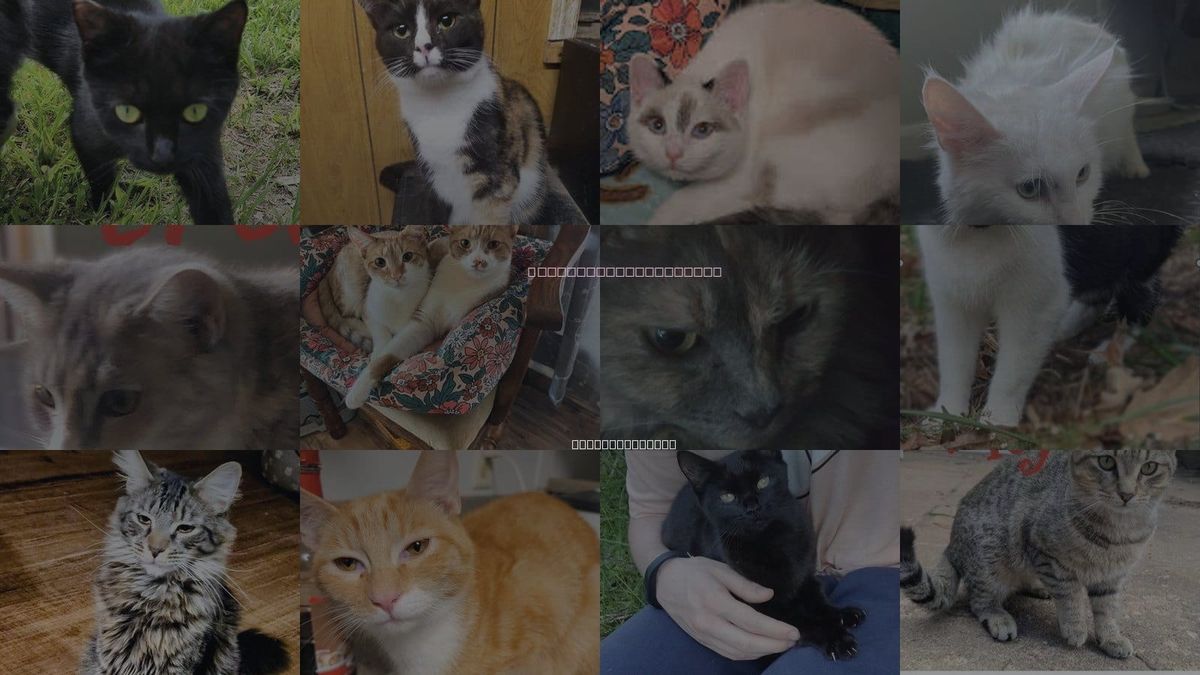 Cats for Adoption in Hickory, North Carolina