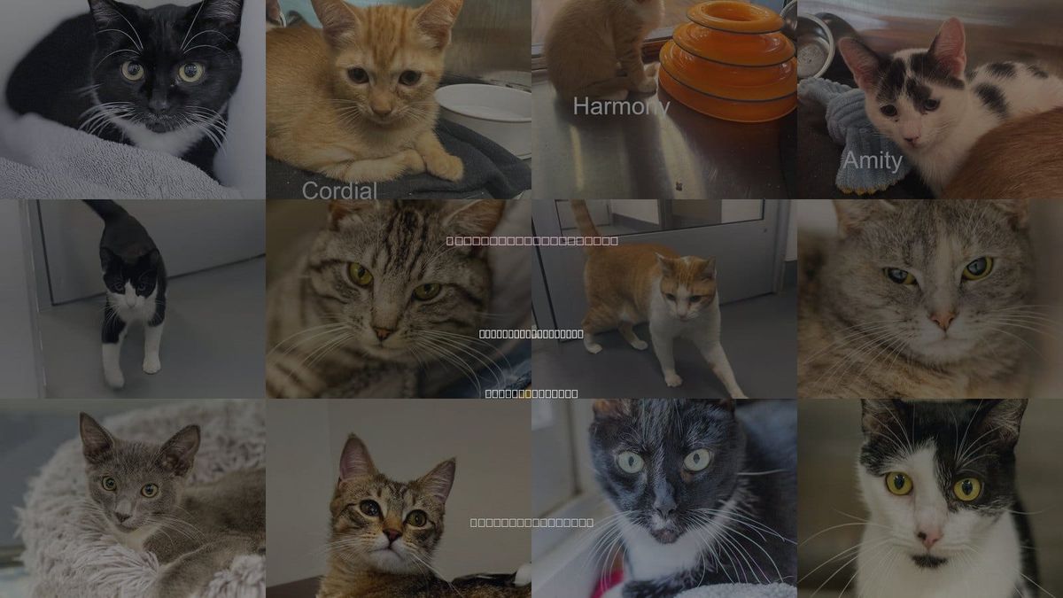 Cats for Adoption in Hilton Head Island, South Carolina