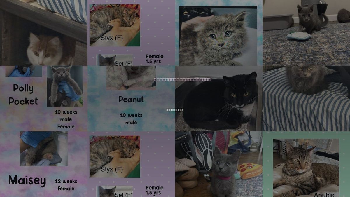 Cats for Adoption in Holbrook , New York