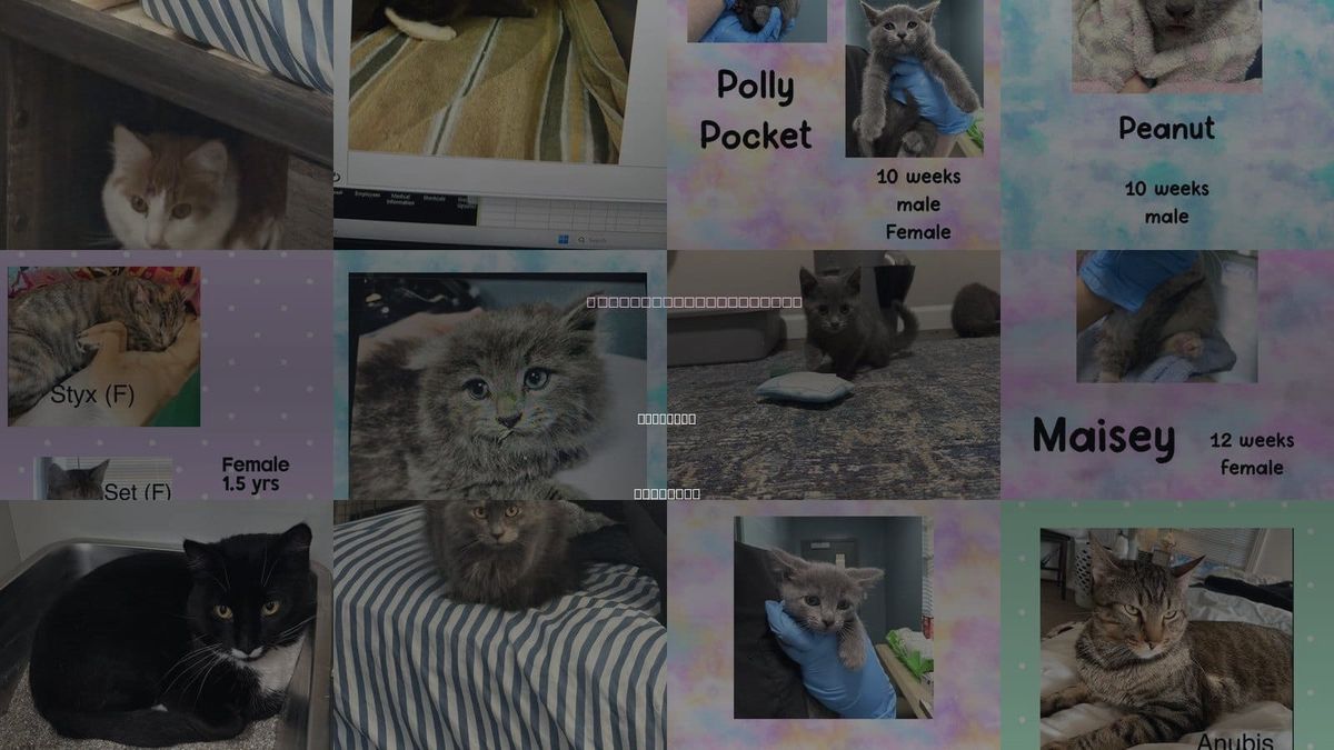 Cats for Adoption in Holbrook , New York