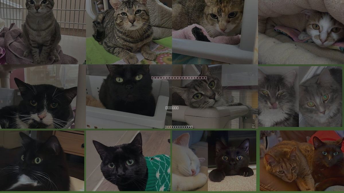 Cats for Adoption in Holyoke, Massachusetts