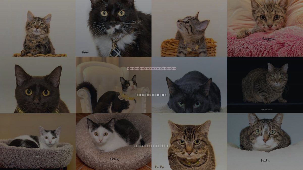Cats for Adoption in Hot Springs Village, Arkansas