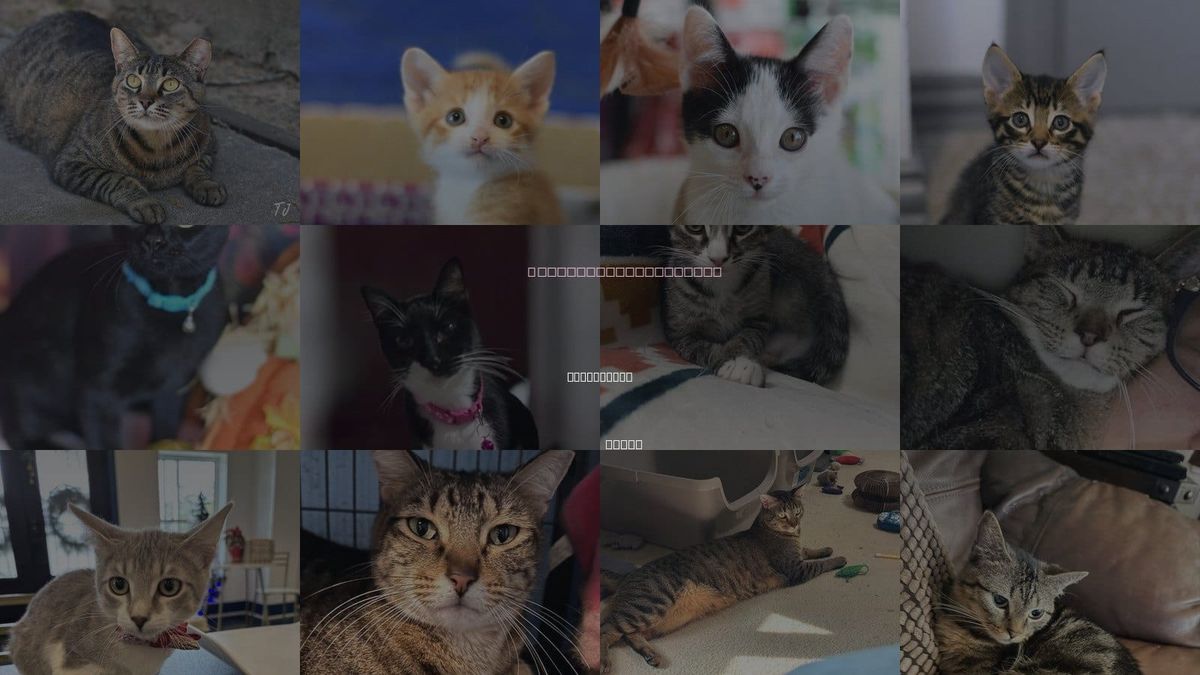 Cats for Adoption in Huntsville, Texas