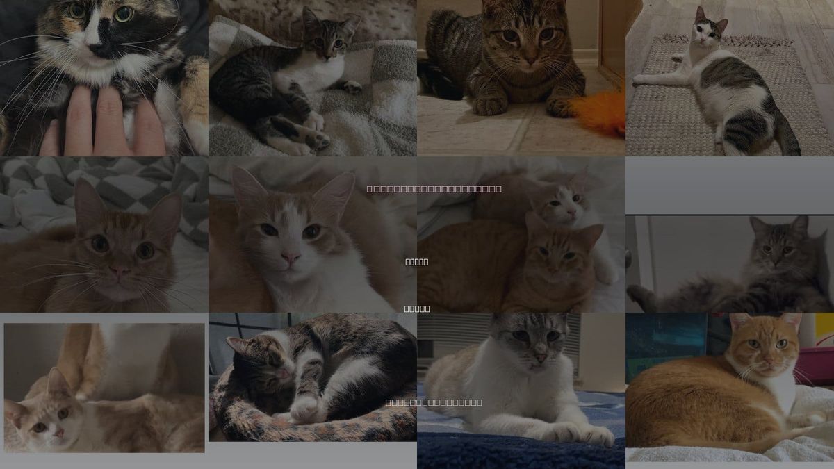 Cats for Adoption in Hurst, Texas