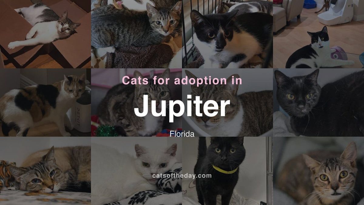 Cats for Adoption in Jupiter, Florida
