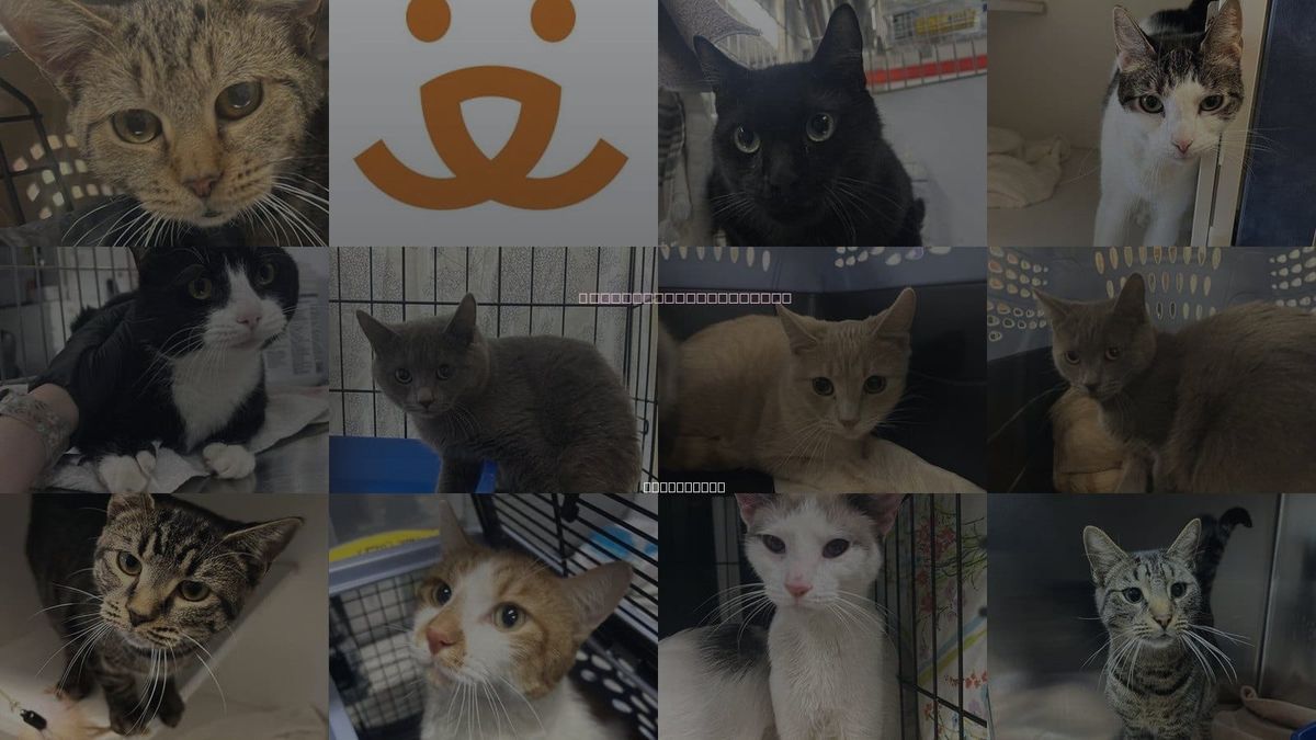 Cats for Adoption in Kearny, New Jersey