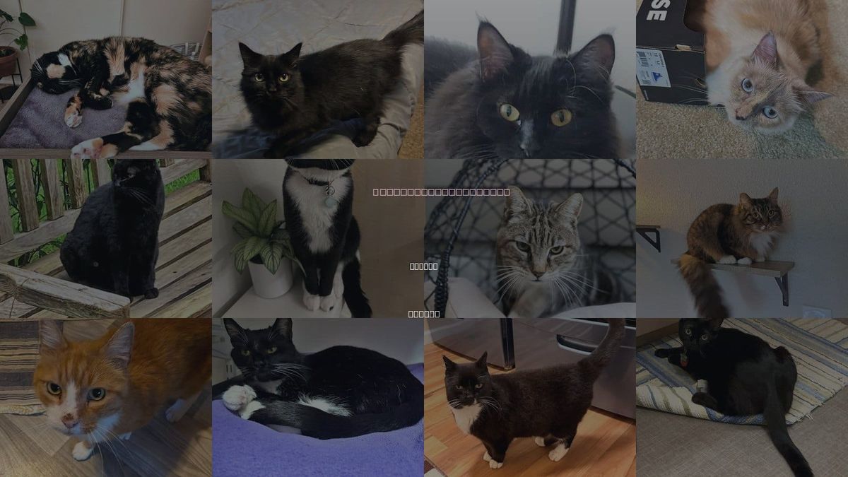 Cats for Adoption in Keizer, Oregon