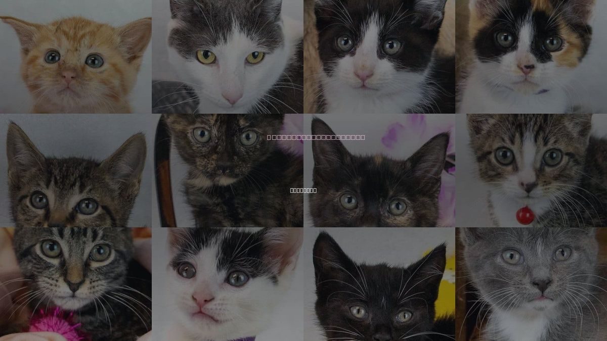 Cats for Adoption in Kennesaw, Georgia