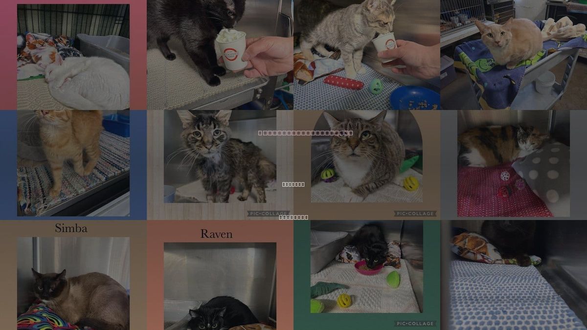Cats for Adoption in Kewanee, Illinois