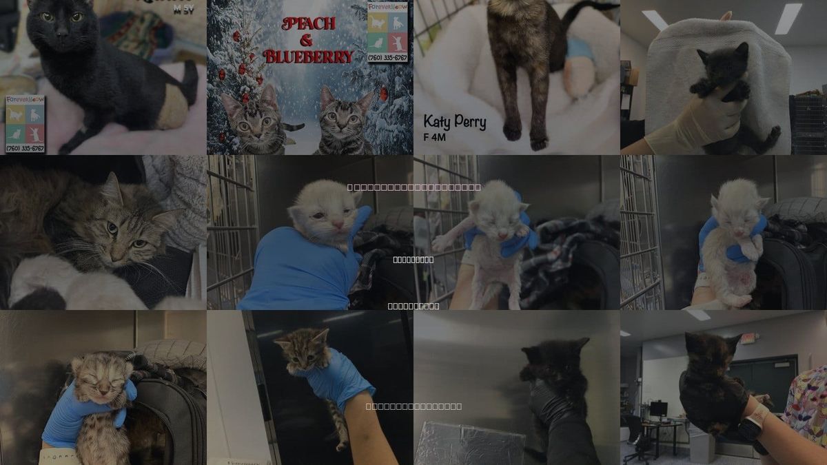 Cats for Adoption in La Quinta, California