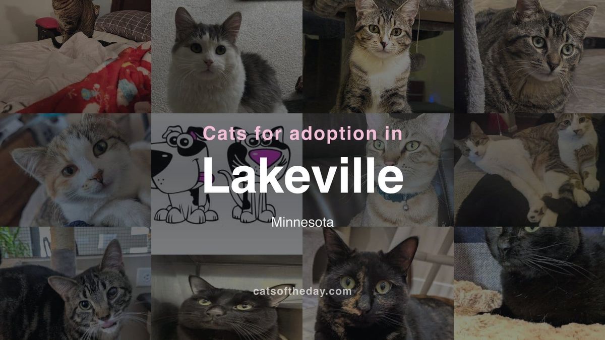 Cats for Adoption in Lakeville, Minnesota