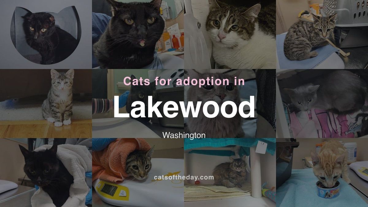 Cats for Adoption in Lakewood, Washington