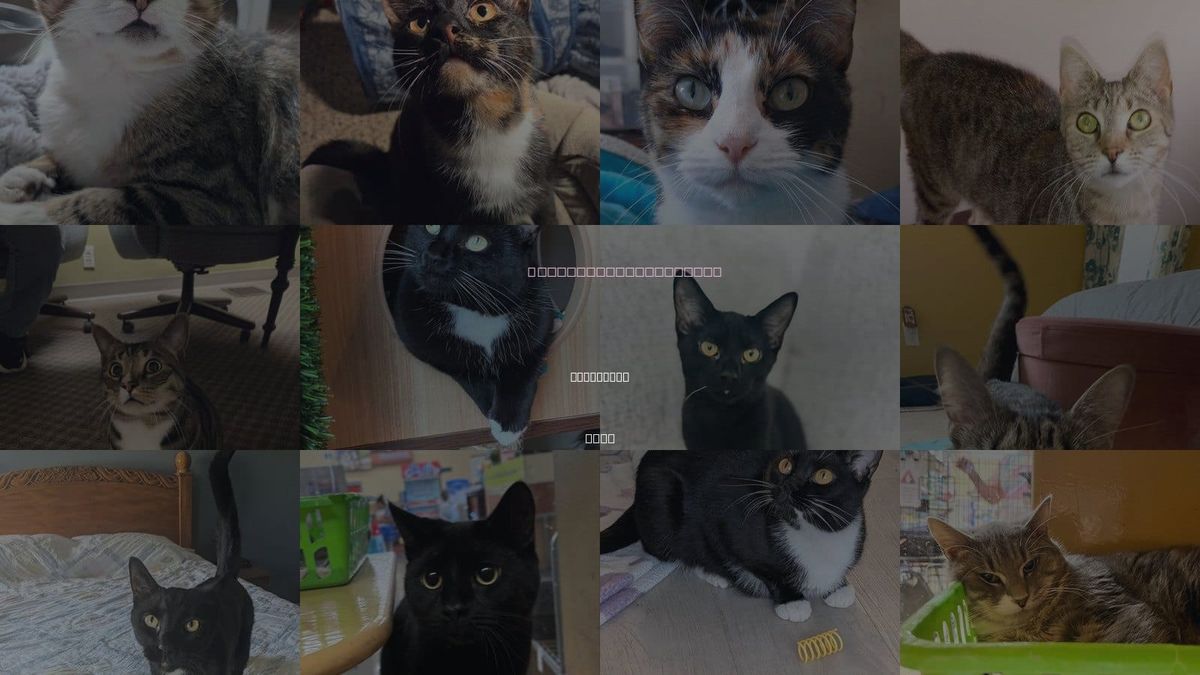 Cats for Adoption in Lancaster, Ohio