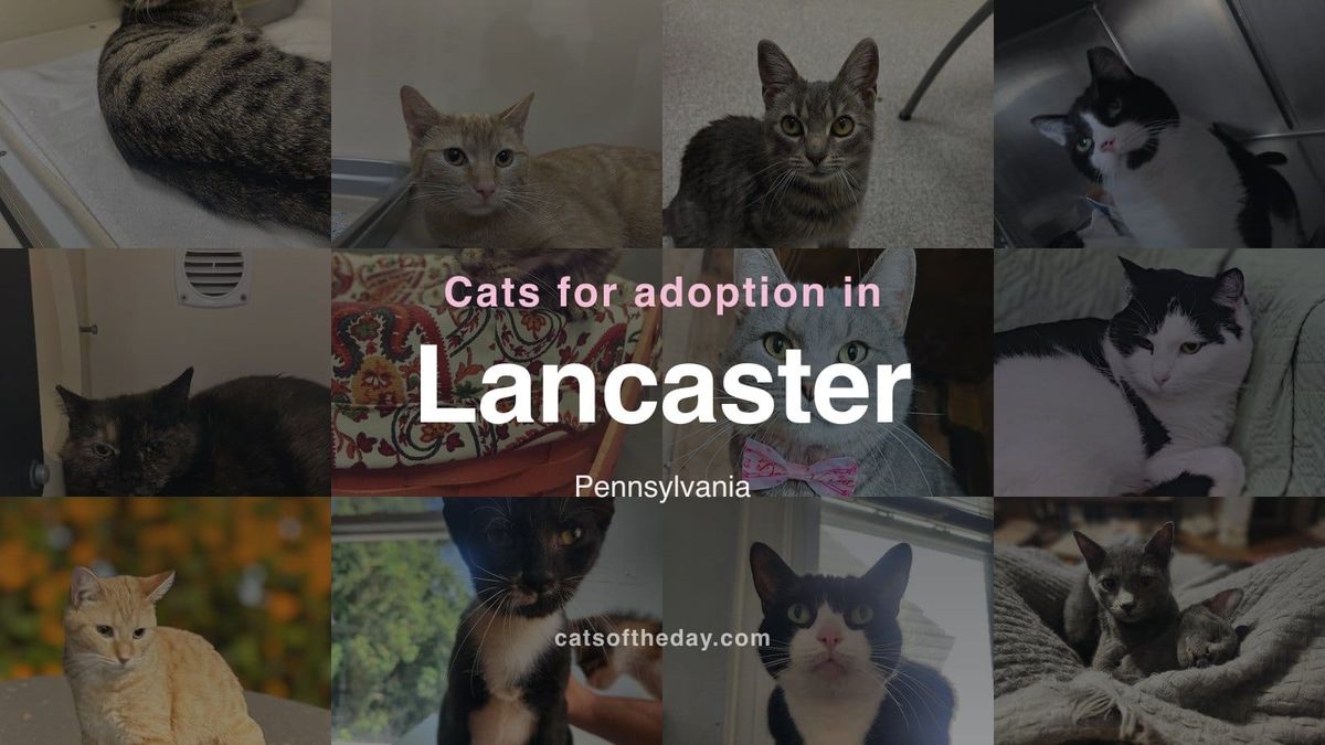 Cats for Adoption in Lancaster, Pennsylvania