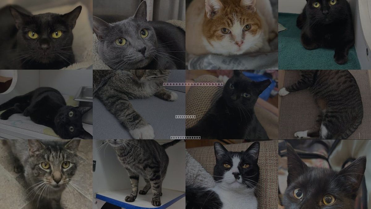 Cats for Adoption in Leominster, Massachusetts