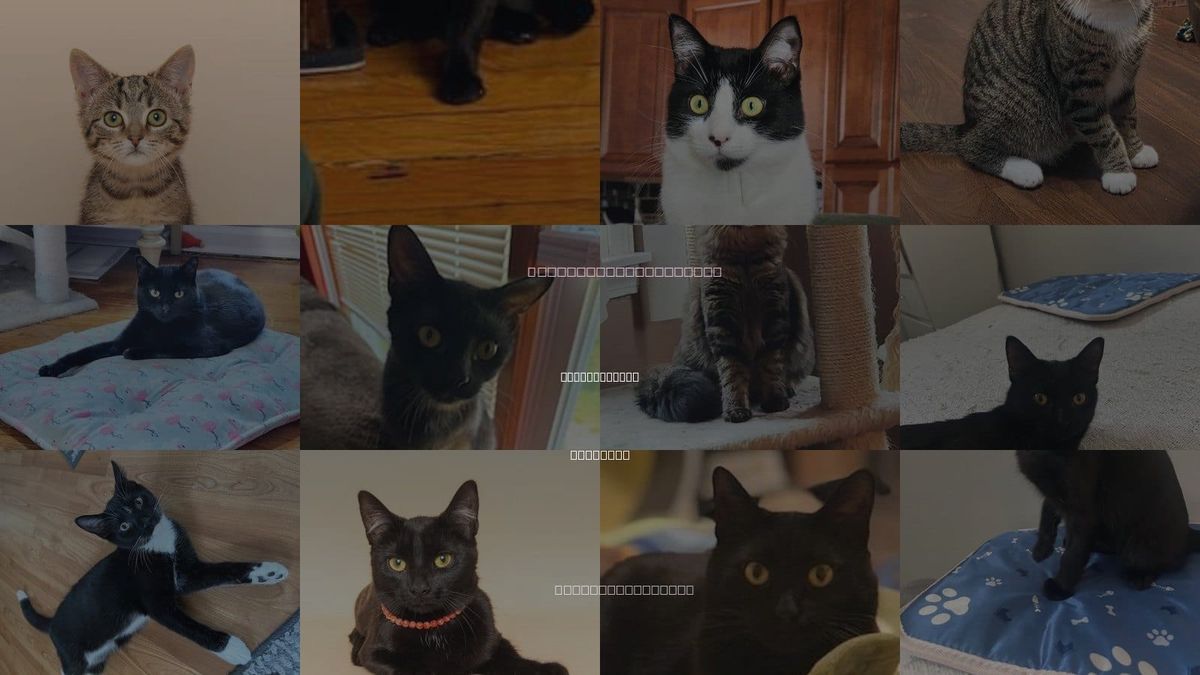 Cats for Adoption in Lincoln Park, Michigan