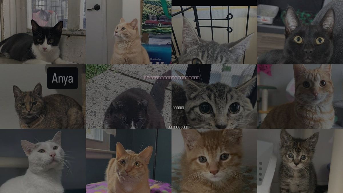 Cats for Adoption in Linden, New Jersey