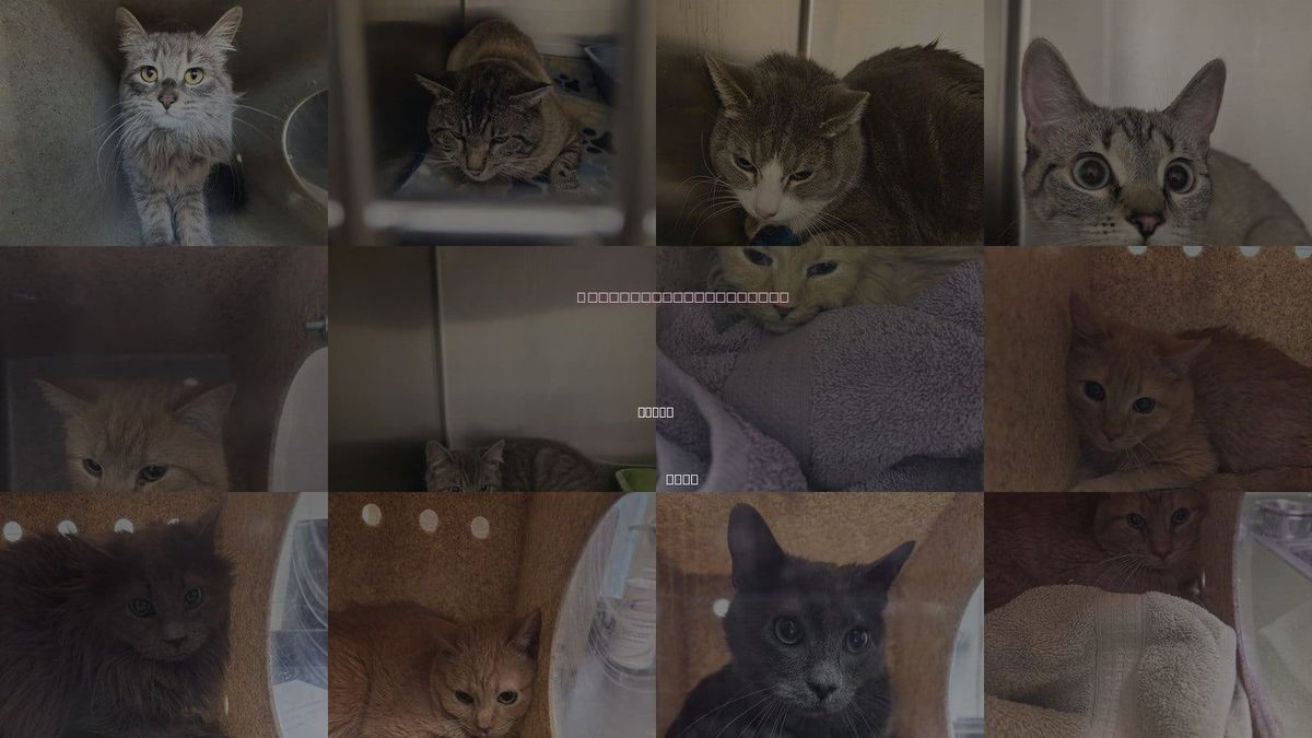 Cats for Adoption in Magna, Utah