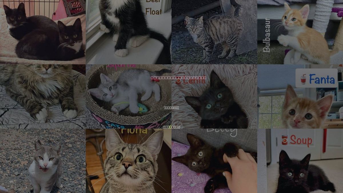 Cats for Adoption in Manassas, Virginia