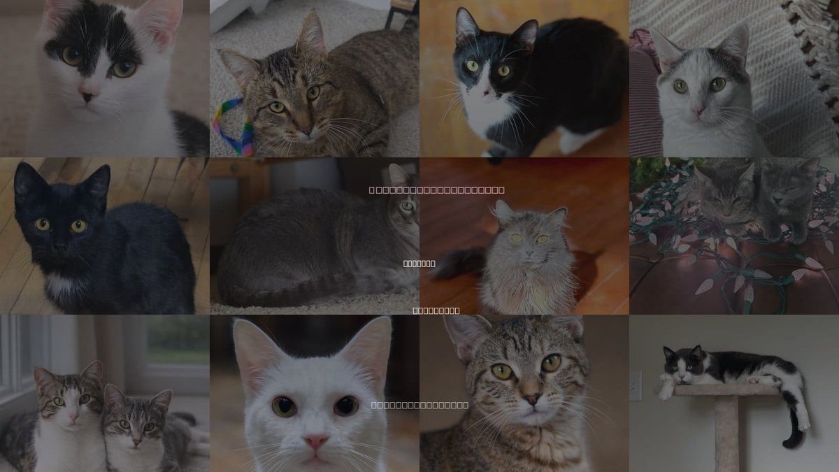 Cats for Adoption in Mankato, Minnesota