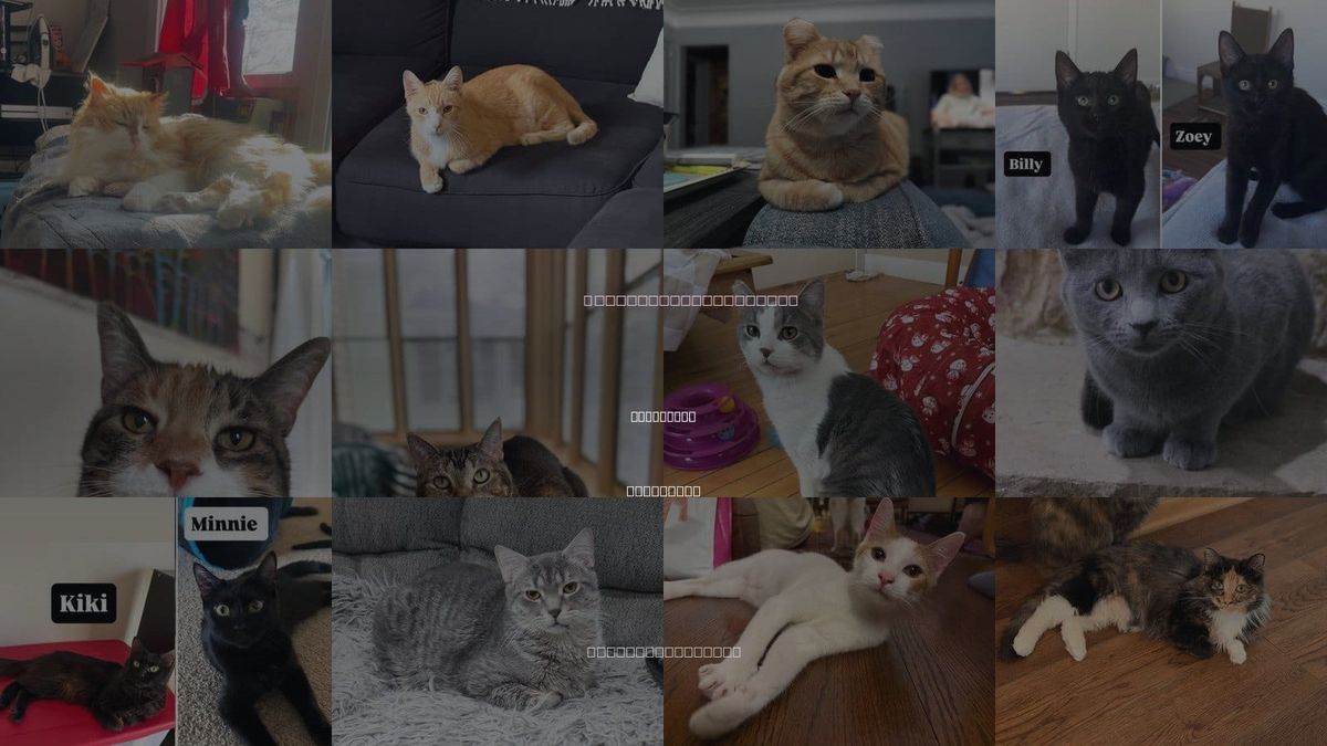 Cats for Adoption in Maplewood, Minnesota