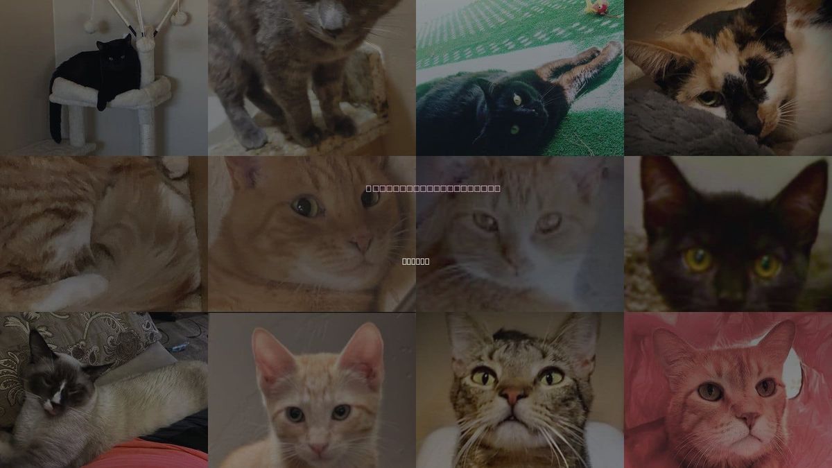 Cats for Adoption in Marana, Arizona