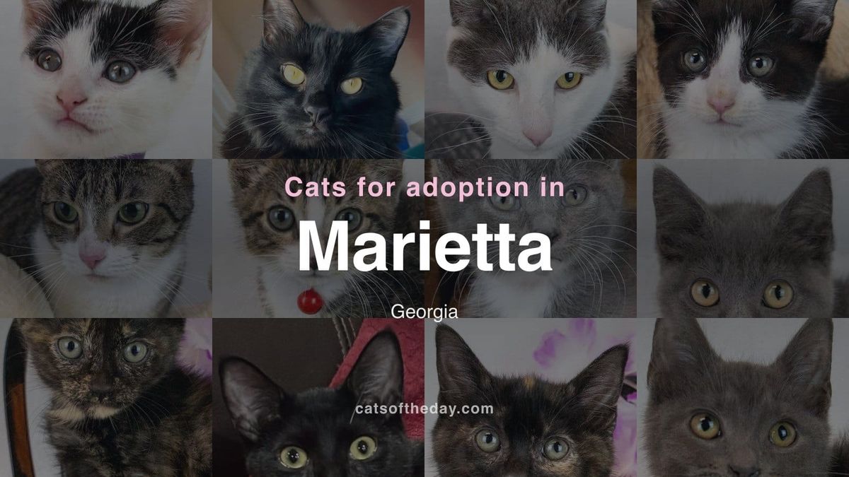 Cats for Adoption in Marietta, Georgia