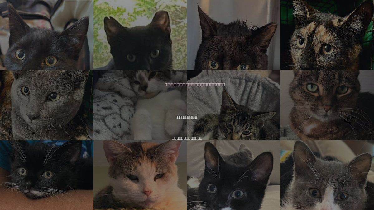 Cats for Adoption in Marlborough, Massachusetts