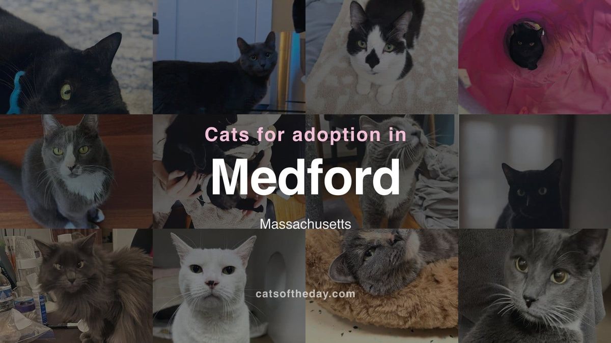 Cats for Adoption in Medford, Massachusetts