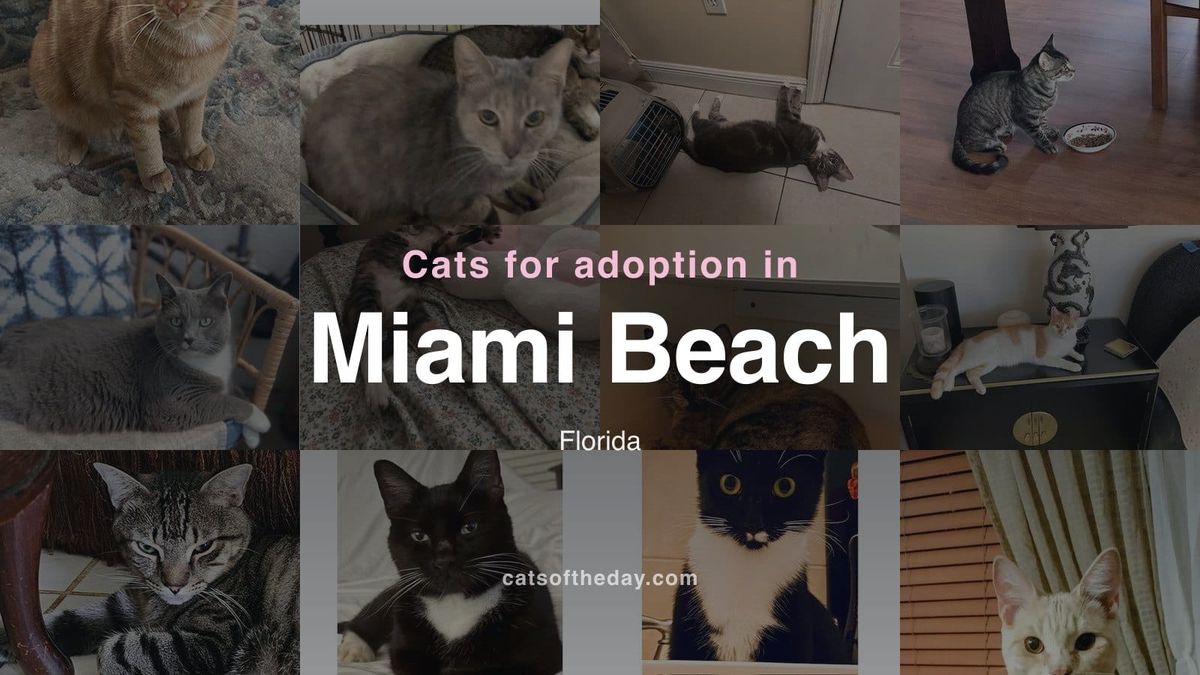 Cats for Adoption in Miami Beach, Florida