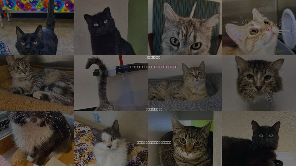 Cats for Adoption in Moorhead, Minnesota