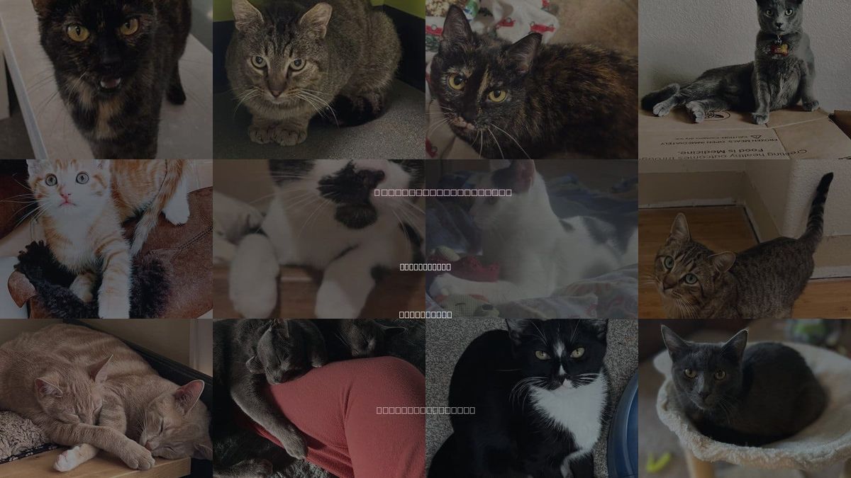 Cats for Adoption in Morgan Hill, California