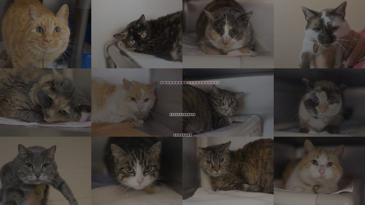 Cats for Adoption in Mountain Home, Arkansas