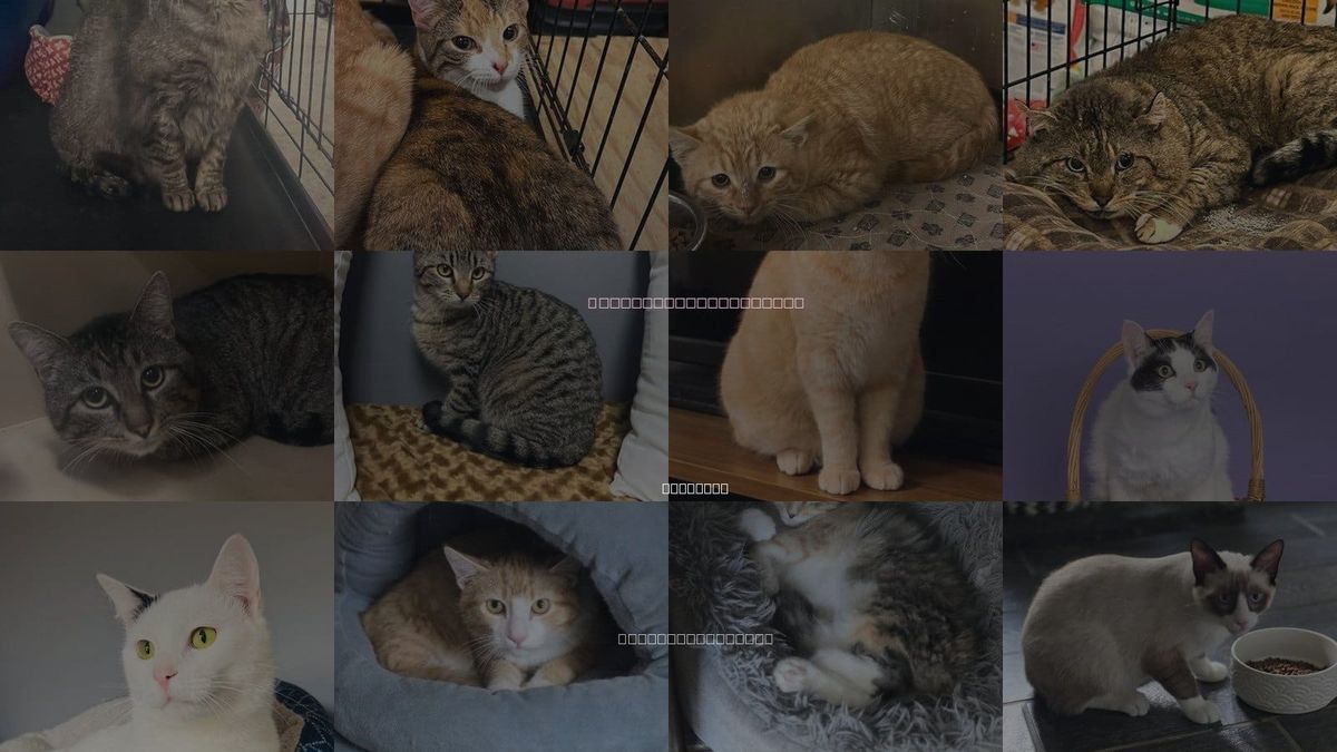 Cats for Adoption in Muskogee, Oklahoma