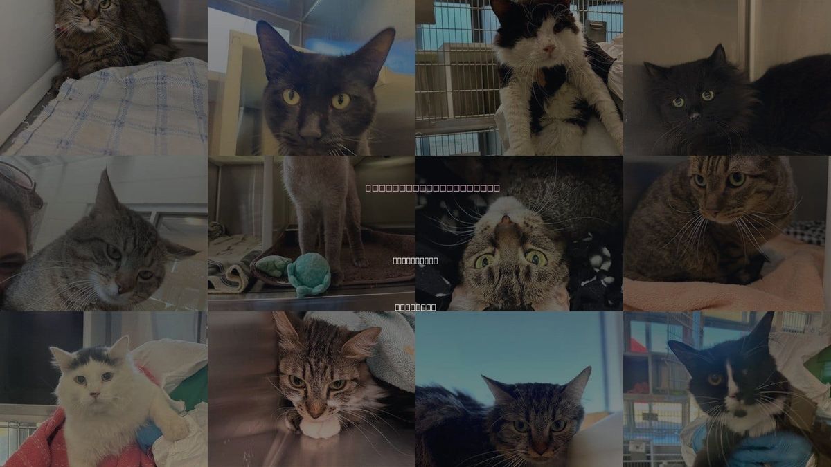 Cats for Adoption in Northglenn, Colorado