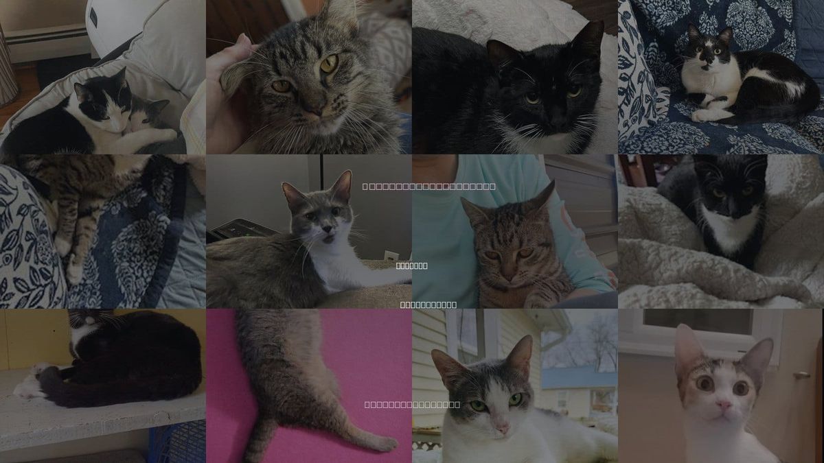 Cats for Adoption in Norwich, Connecticut