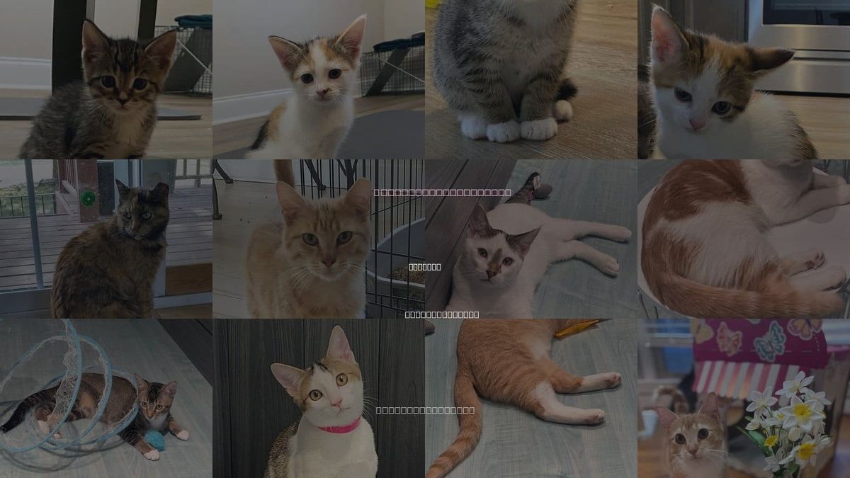 Cats for Adoption in Oakboro, North Carolina