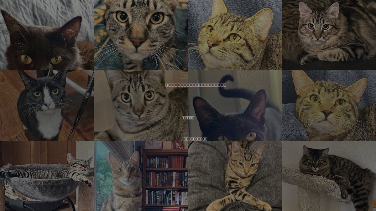 Cats for Adoption in Oakley, California