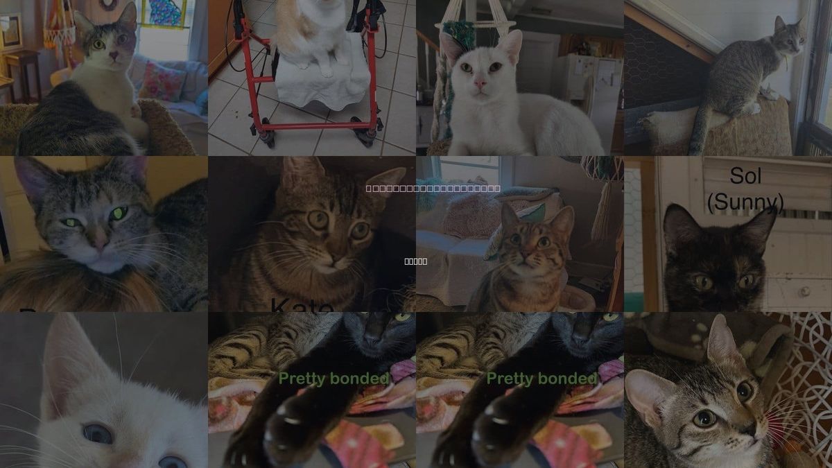 Cats for Adoption in Ocoee, Florida