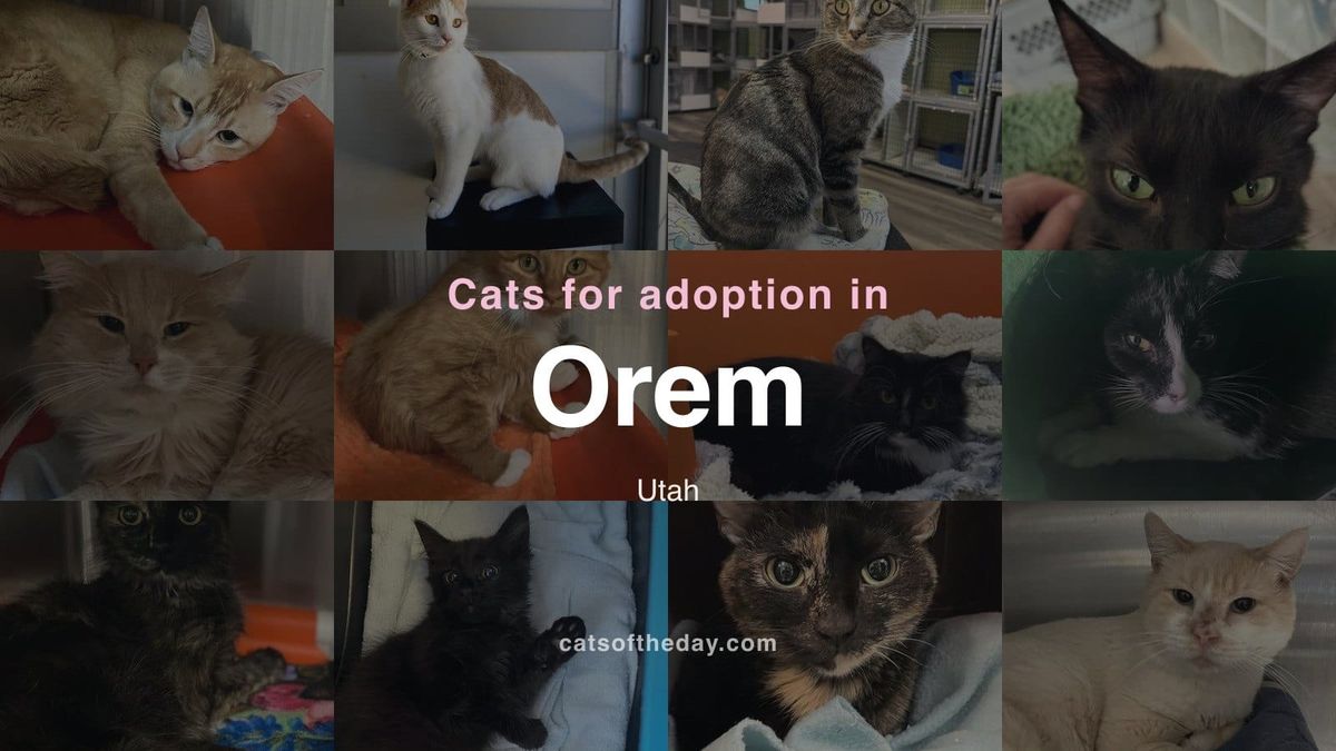 Cats for Adoption in Orem, Utah