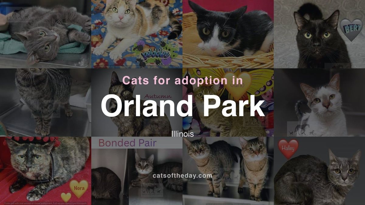 Cats for Adoption in Orland Park, Illinois