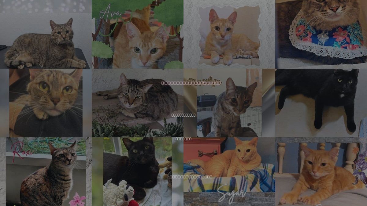 Cats for Adoption in Ormond Beach, Florida