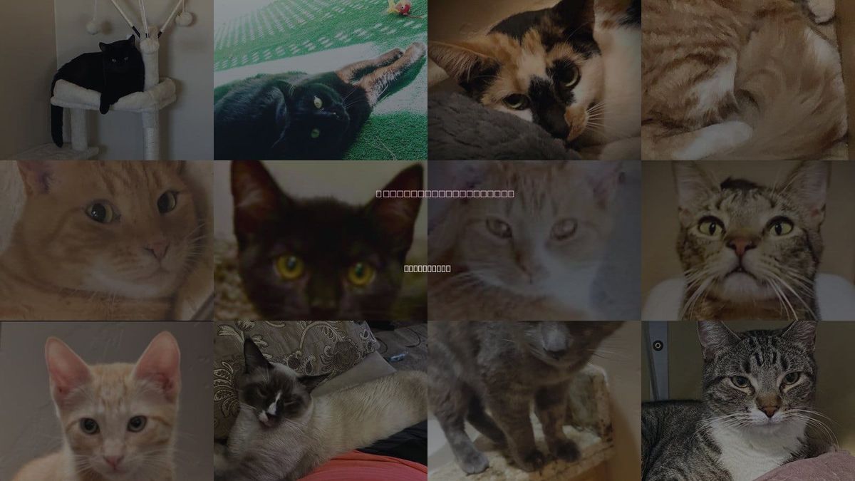 Cats for Adoption in Oro Valley, Arizona