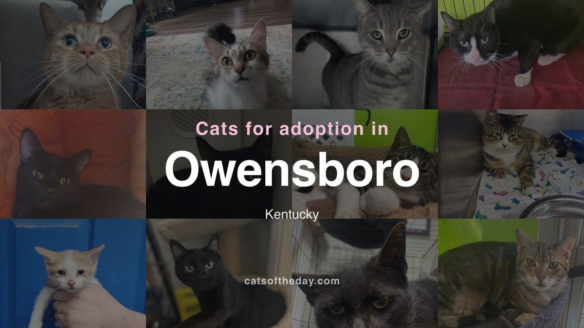 Cats for Adoption in Owensboro, Kentucky