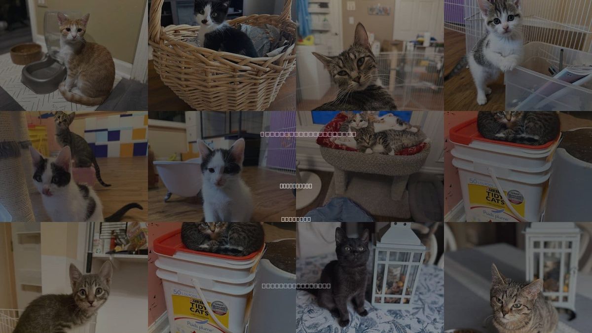 Cats for Adoption in Plainfield, Illinois