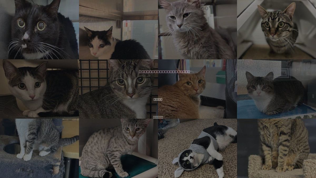Cats for Adoption in Plano, Texas